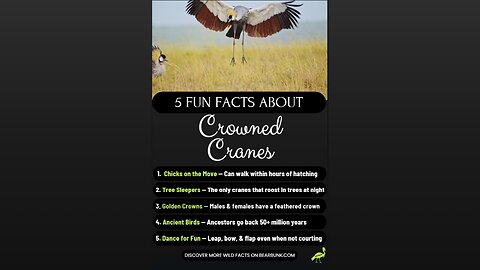 5 Fun Facts About Crown Cranes - Africa's Dancing Birds
