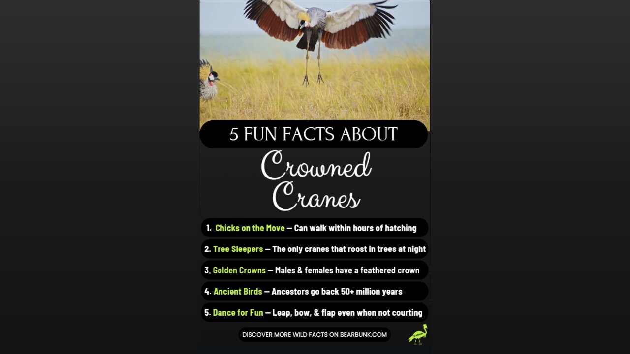5 Fun Facts About Crown Cranes - Africa's Dancing Birds
