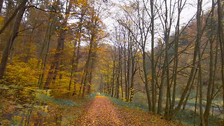 Autumn At The River - Walk In Nature AMSR