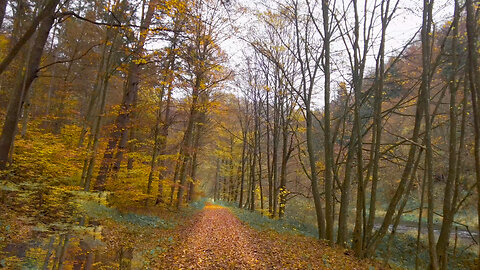Autumn At The River - Walk In Nature AMSR