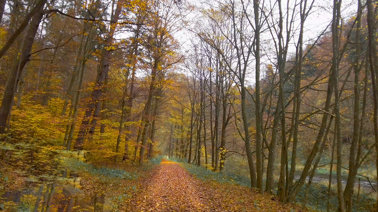 Autumn At The River - Walk In Nature AMSR