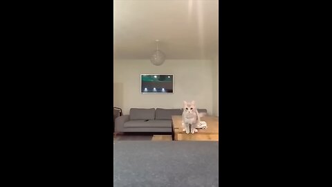 Cute cat funny