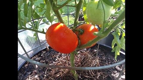 Second Tomato Harvest In Southern Mississippi 6/1/25