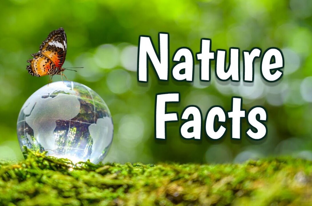 Surprising Nature Facts You Didn't Know!