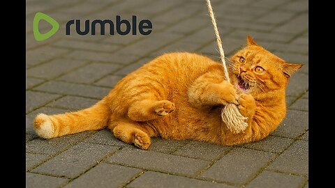 Chubby Cat Play Rope Rumble Thumbnail