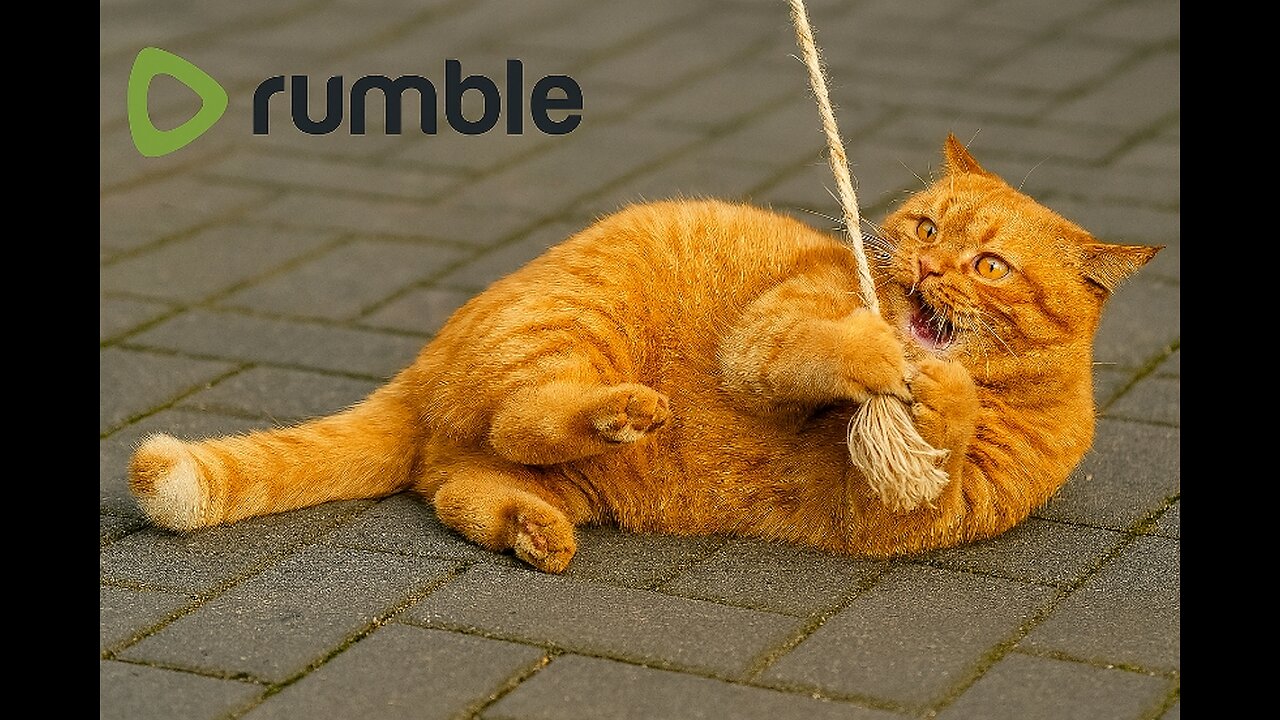 Chubby Cat Play Rope Rumble Thumbnail