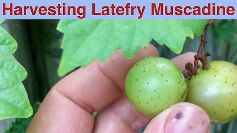 Harvesting Late Fry Muscadine