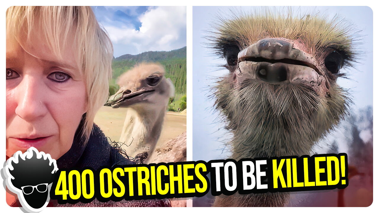 The Canadian Government is Getting Ready to SLAUGHTER Nearly 400 HEALTHY Ostriches!