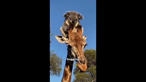 The plush toy on the tree is a koala