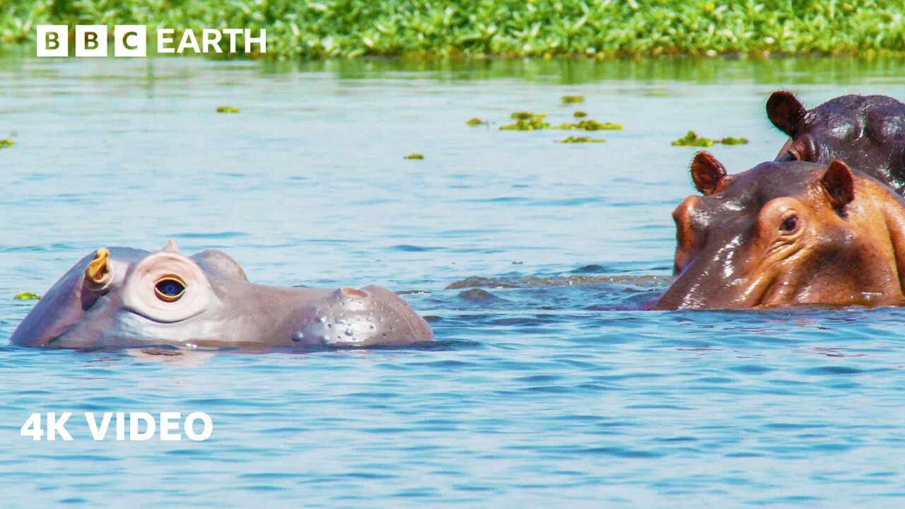 Spy Hippo Goes Where Few Others Dare to Go | 4K UHD | Spy In The Wild | BBC Earth