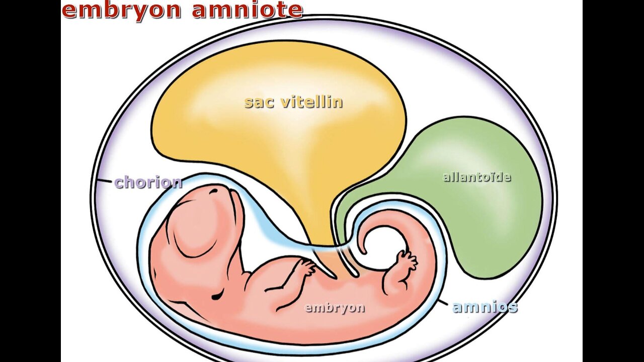 ASK CHARLIE KIRK WHAT THIS IS