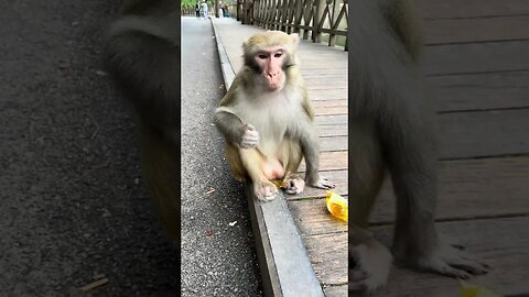 Eating bread is really a speed monkey
