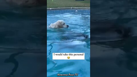Funny animals 2024😂- Funniest Cats and Dogs Video😹🐶 #27