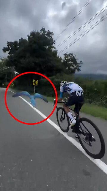 Alianza deportiva: guacamayo persigue a un ciclista en pleno entrenamiento