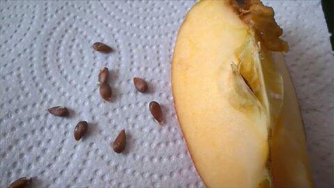 Collecting fruit seeds tip