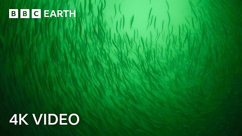 In Search of Herring Shoals | North Atlantic | 4K UHD | BBC Earth