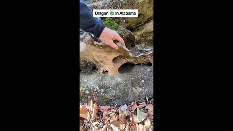 Dragon discovered in Alabama