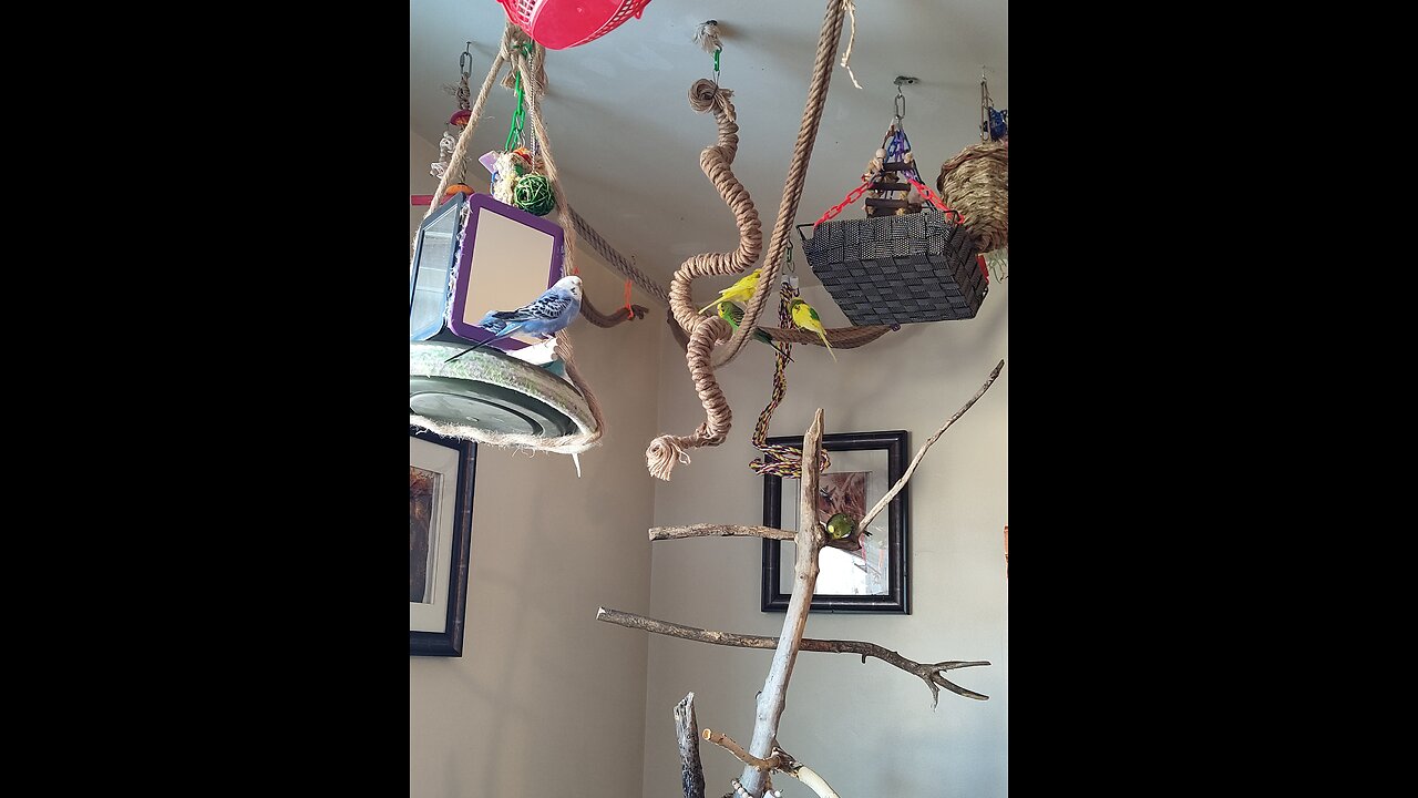 9 Delightful Birds