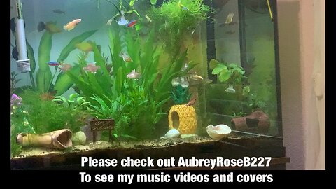 Beautiful fish tank