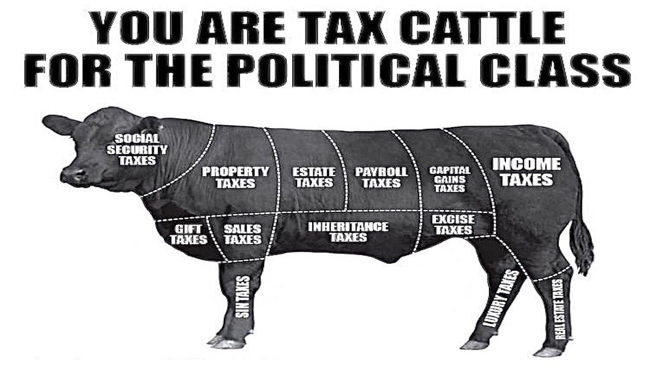 MOOO! You Like This You Tax Cattle?