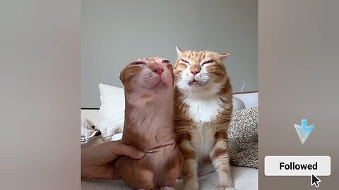 This Cat Has the Funniest Reaction Ever!