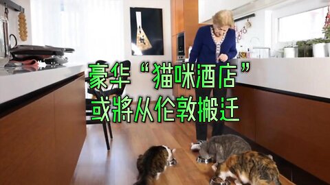 豪华“猫咪酒店”或将从伦敦搬迁