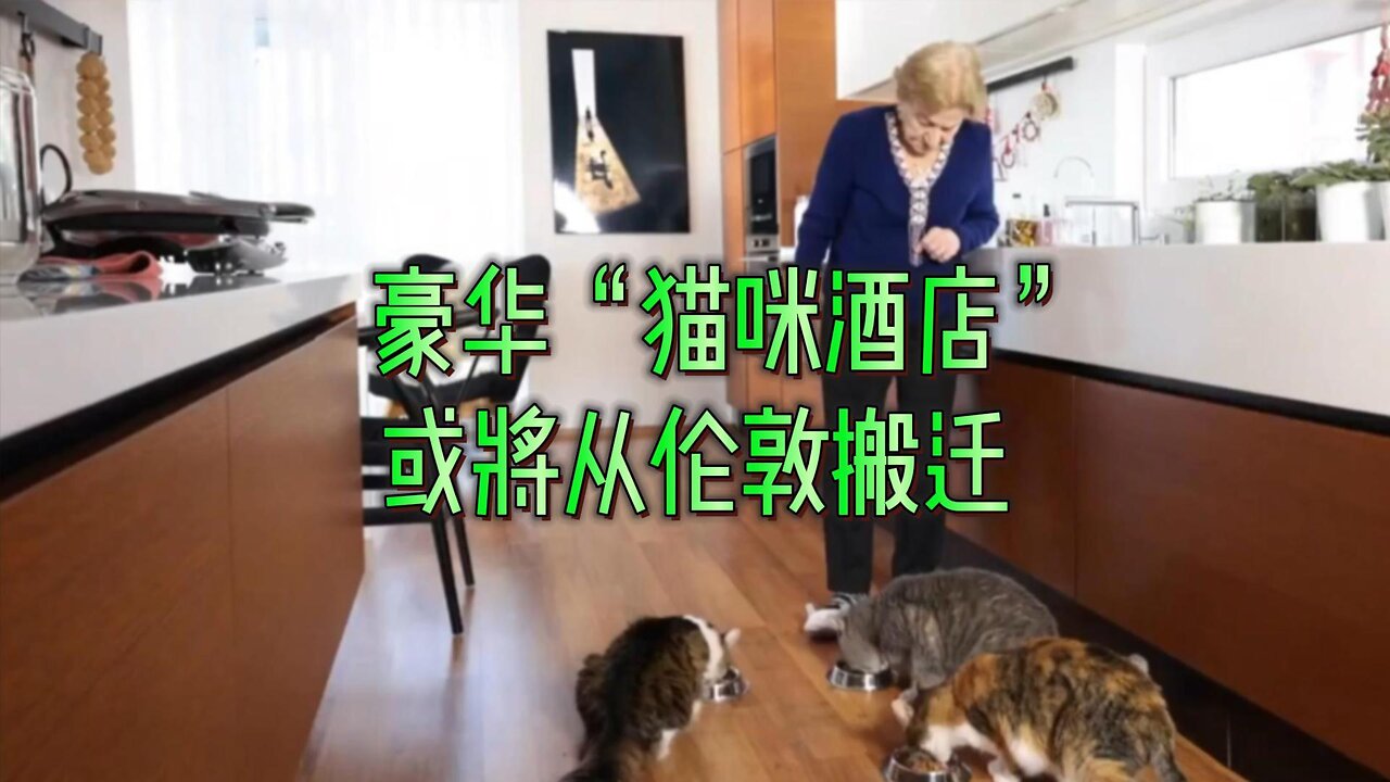 豪华“猫咪酒店”或将从伦敦搬迁