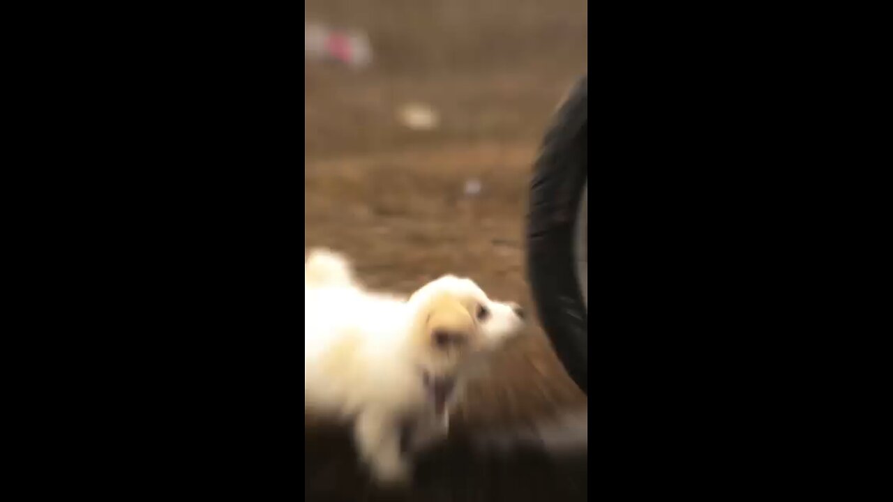 funny cute dog