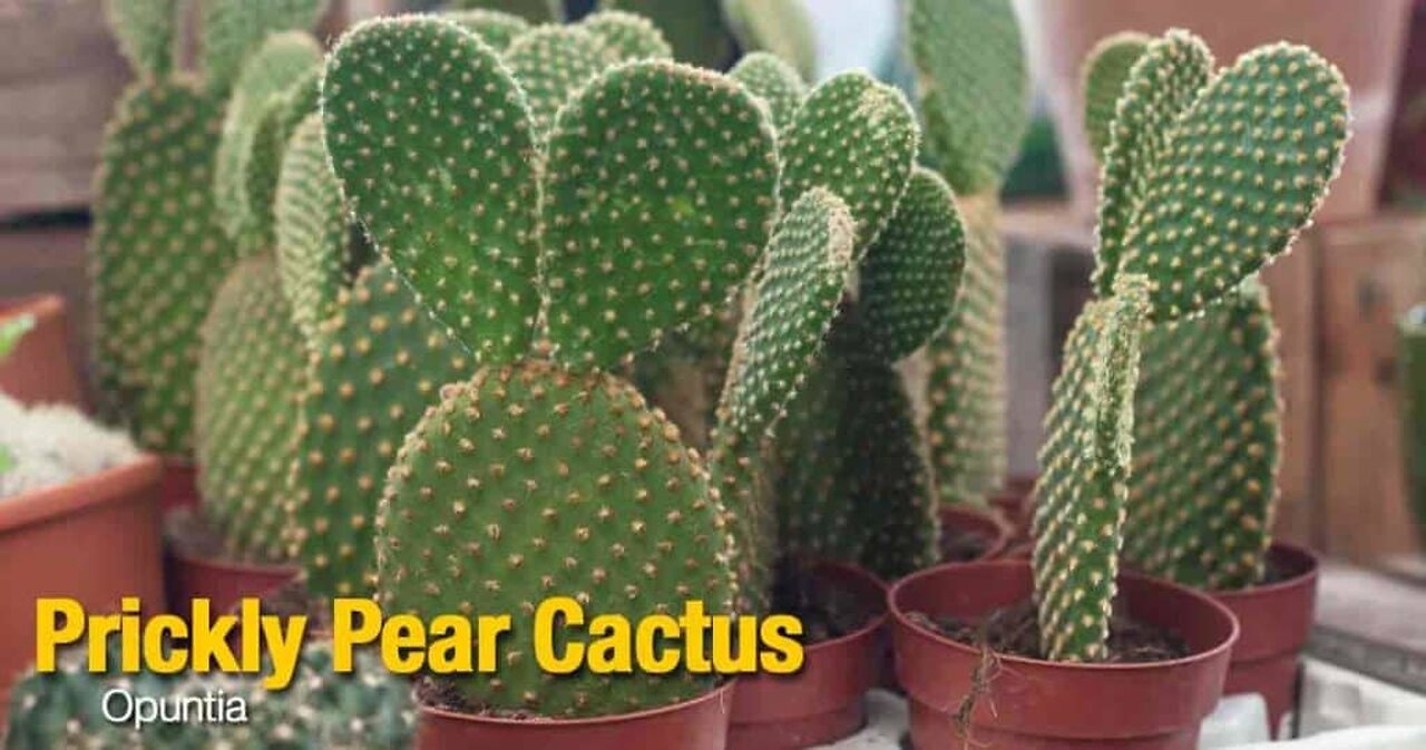 Debating (Derby) Jehovah's Witnesses 3,203: This JW is like a prickly pear cactus