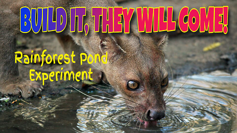Brazilian Forest Pond Experiment Has Beautiful And Unbelievable Results!