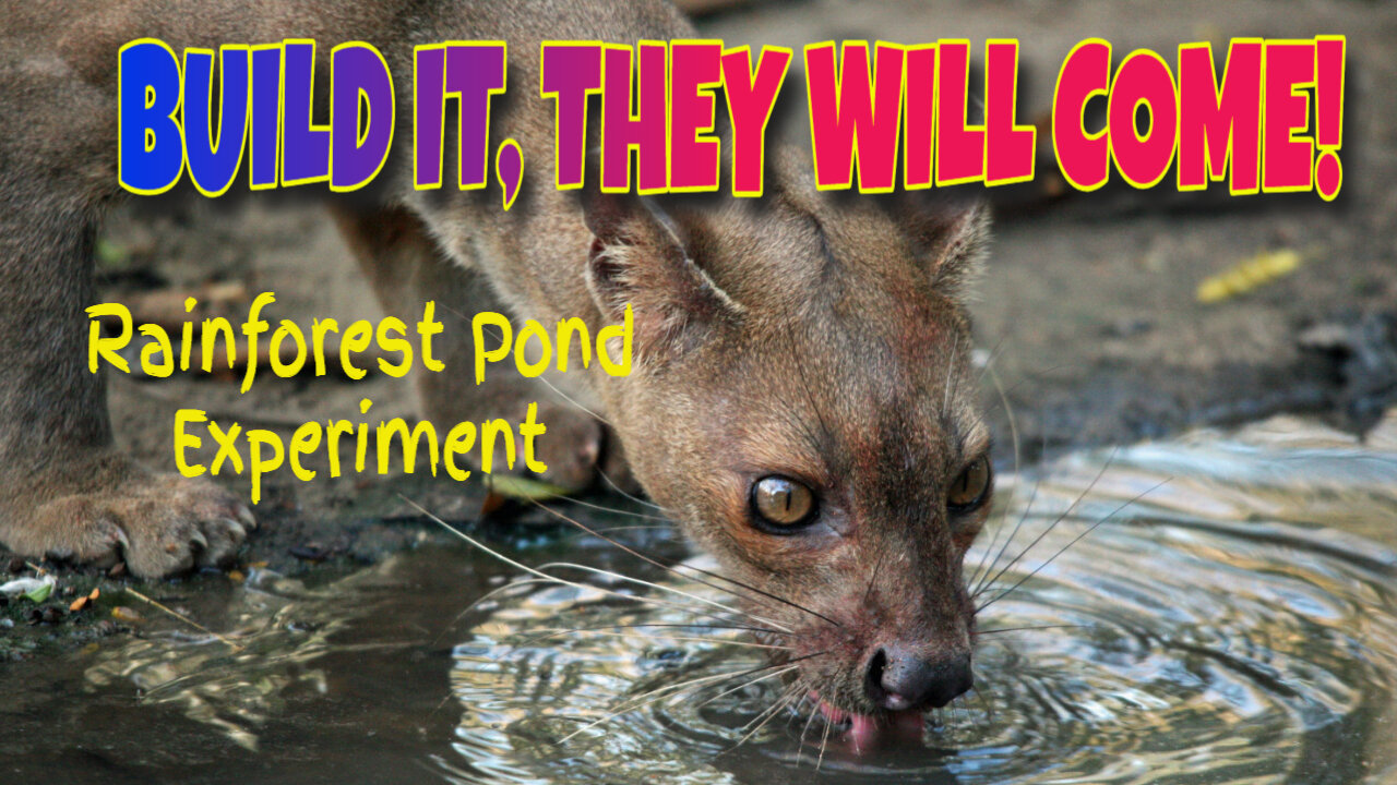 Brazilian Forest Pond Experiment Has Beautiful And Unbelievable Results!