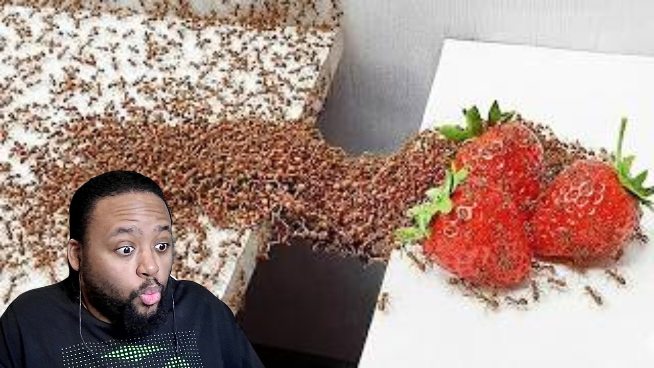 1000 Ants vs Obstacles | Reaction