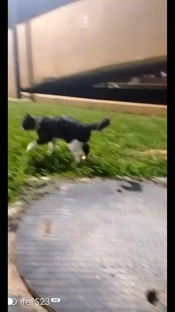 "Living my best life with the purrfect companion 🐾 #CatLover #FelineFriends #CuddleBuddy"