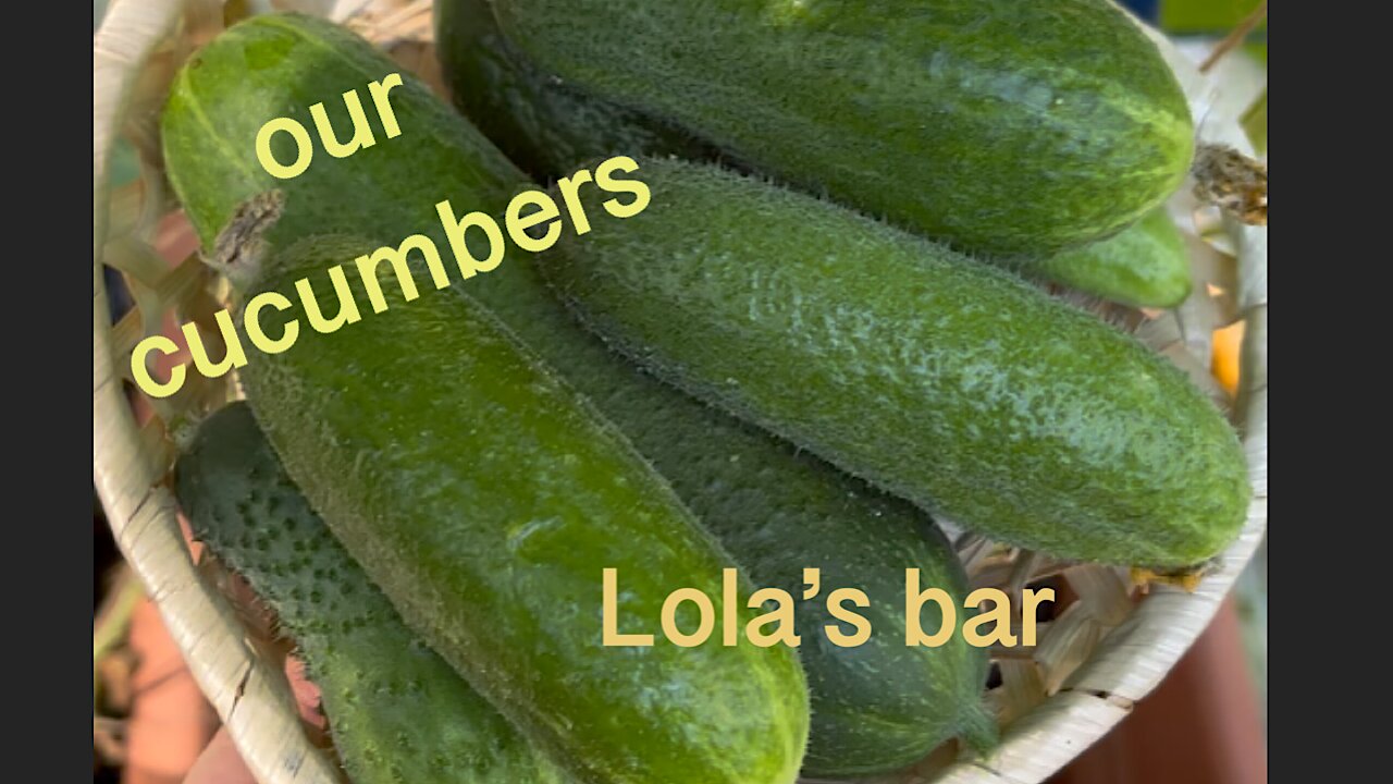 Our cucumbers in a greenhouse from an old playground