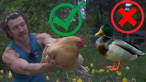 #1 Reason Why Chickens Are Better Than Ducks