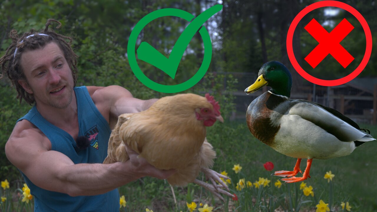 #1 Reason Why Chickens Are Better Than Ducks