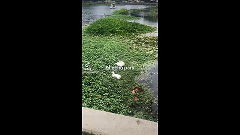 At echo park