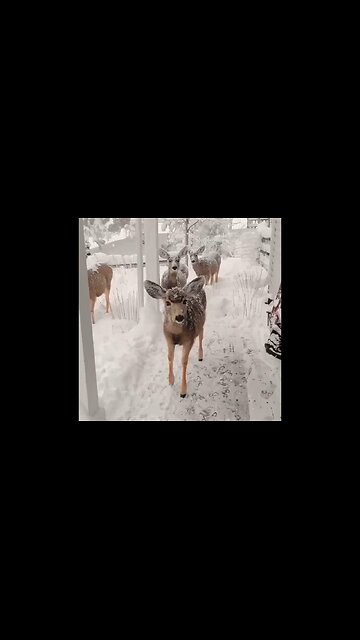 A Winter Dream: Watching Deer Frolic In The Snow In Michigan