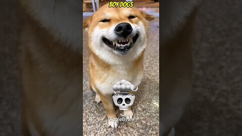 girls dog vs boys dog🗿 #dog #shorts
