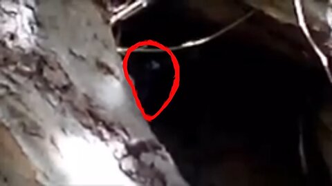 Strange creature was hiding under the roots of a tree in the forest