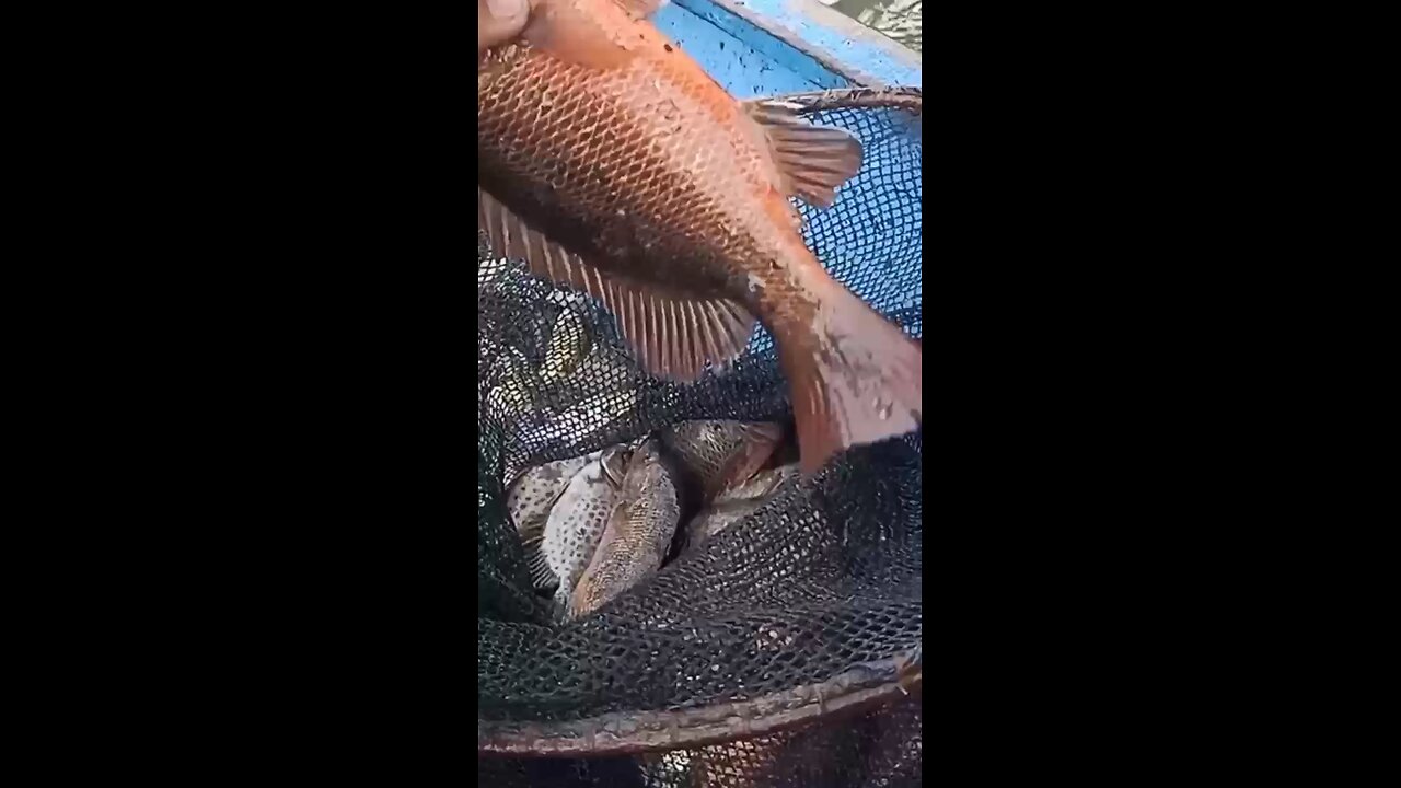 Mangrove Red Snapper 🤤🤤🤤