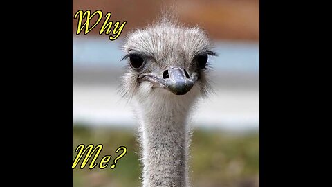 WHY CARNEY WANTS BC OSTRICHES DEAD!