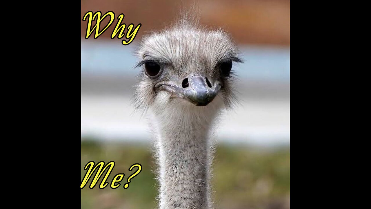 WHY CARNEY WANTS BC OSTRICHES DEAD!
