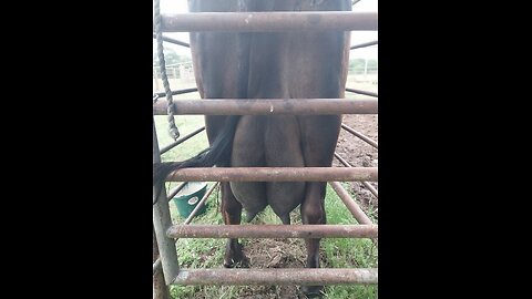 Let's Milk Moomoo!