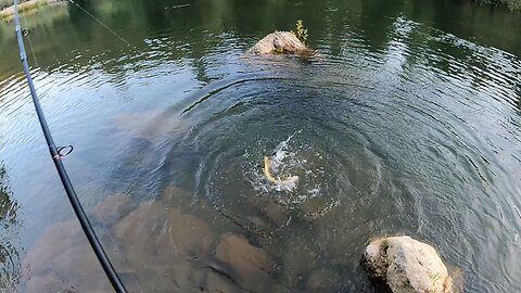 California Brown Trout Catch