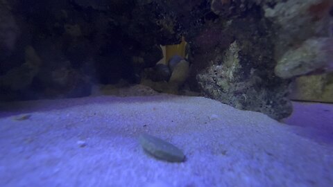 Peppermint Shrimp coming out from hiding part 4