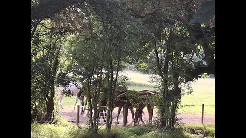 Hidden Horses