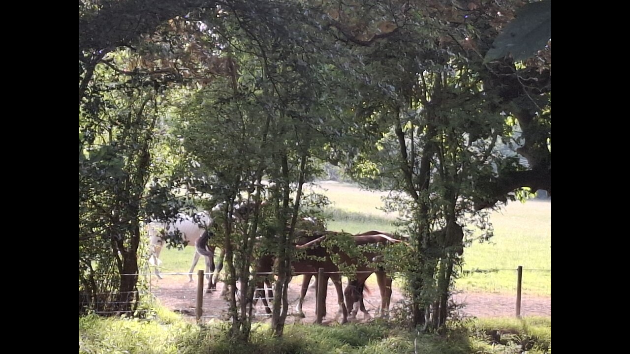 Hidden Horses
