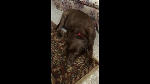 Sweetest Chocolate Labrador
