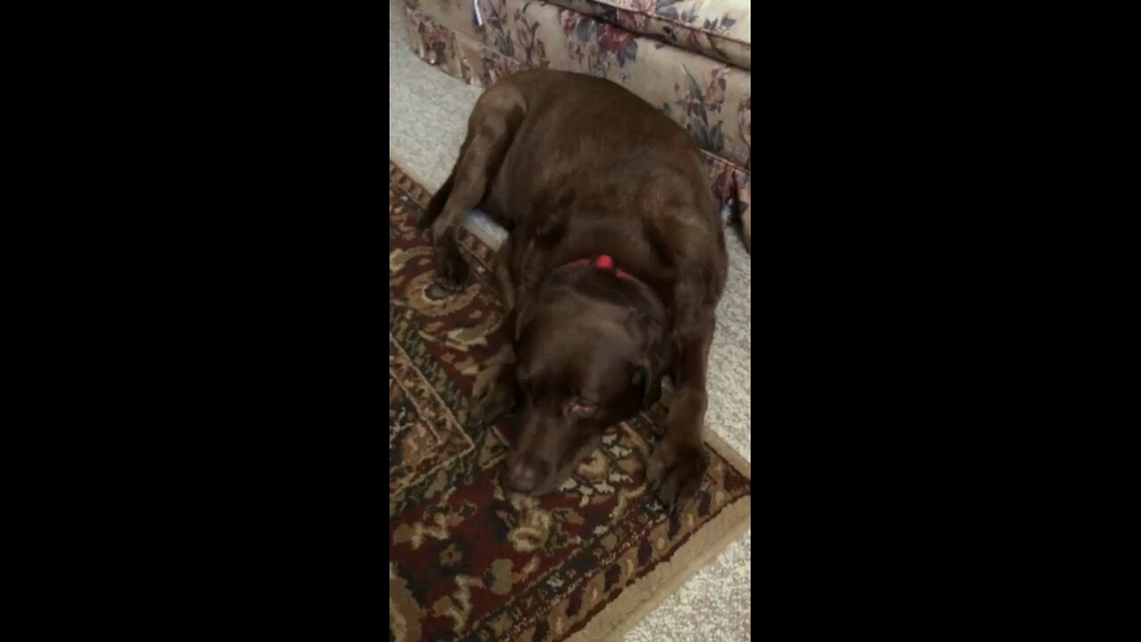Sweetest Chocolate Labrador
